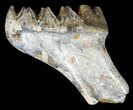 Fossil Stegodon Lower Jaw M Molar - Indonesia #45379-3
